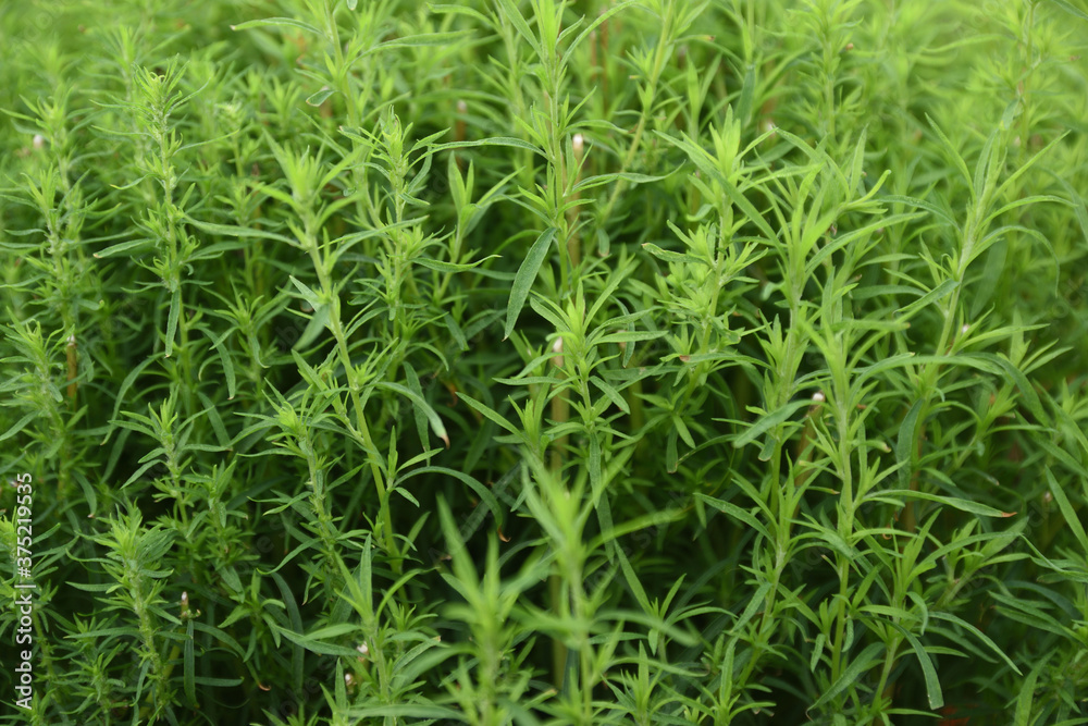 Dense juicy grass on a flowerbed of a city park