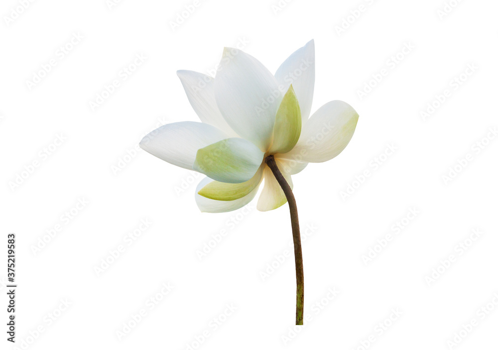 White Lotus flower isolated on white background. File contains with clipping path so easy to work. White Lotus flower isolated on white background. File contains with clipping path so easy to work.