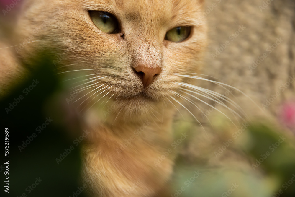 Portrait of a domestic rural kitten on a plain background, not the easiest life Portrait of a domestic rural kitten on a plain background, not the easiest life