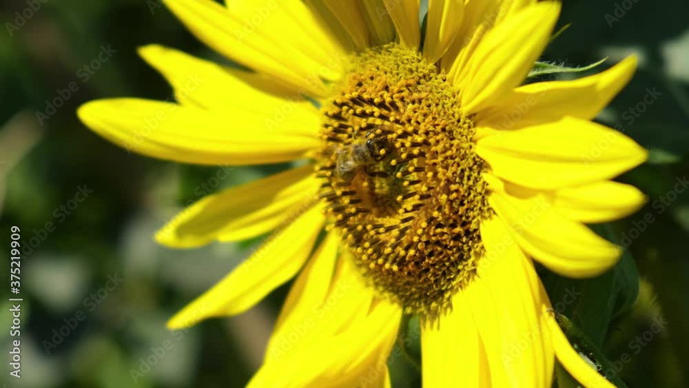 Sunflower with working Bee. Bees Collecting Nectar Sunflower with working Bee. Bees Collecting Nectar