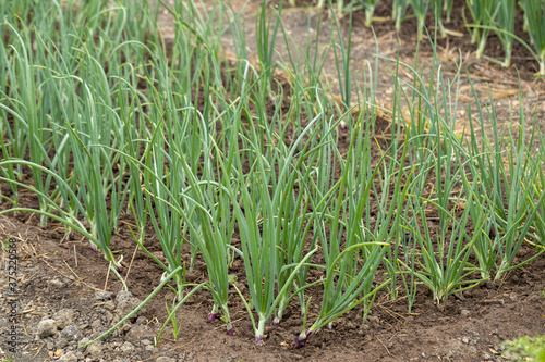 A bed with green onions in the garden.