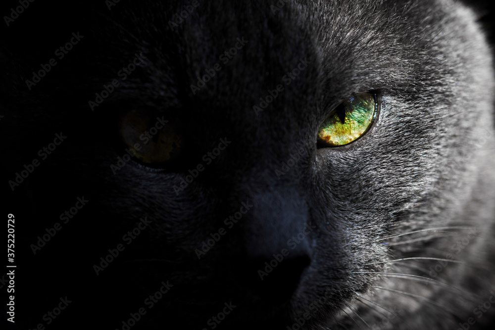 Look of gray cat with yellow eye