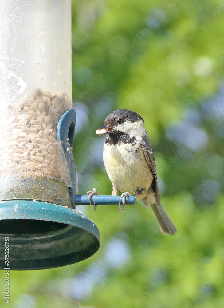 Fototapeta premium Coal Tit feeding from a Tube Feeder on bird table