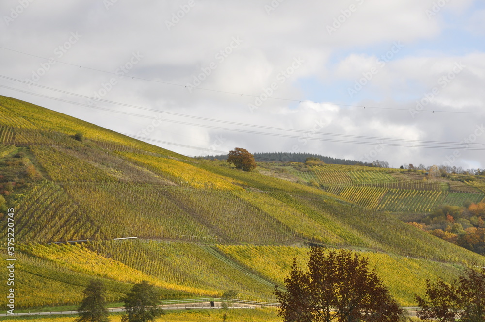 Fototapeta premium vineyards