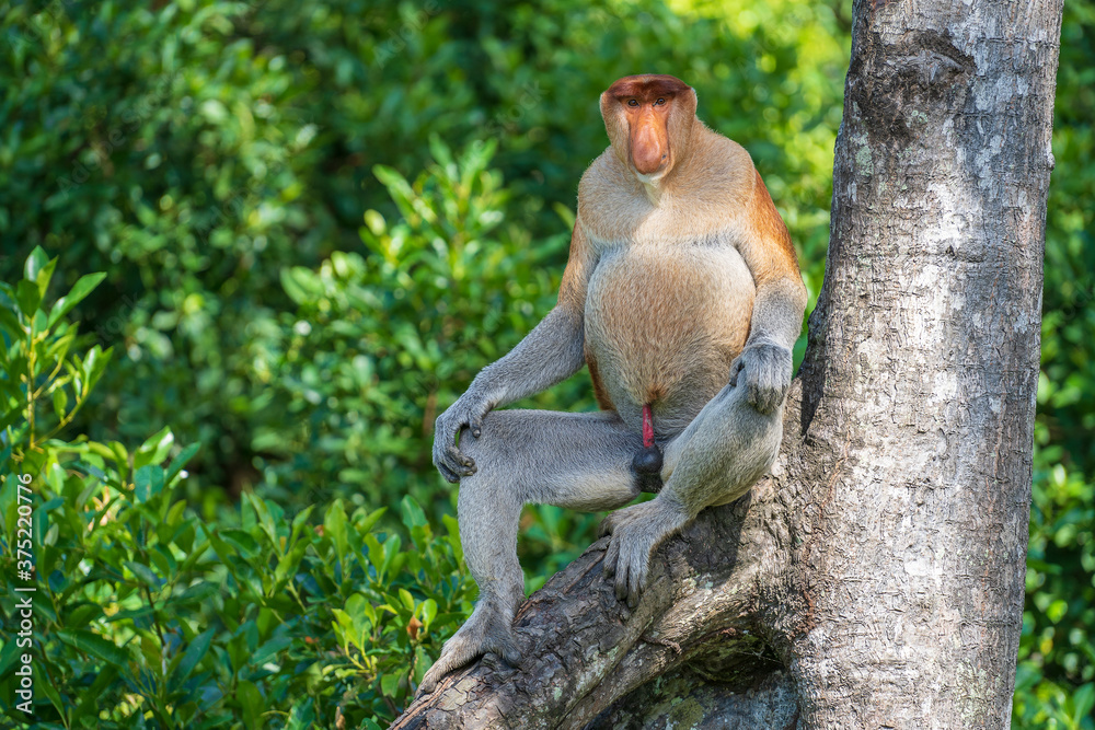 Fototapeta premium Portrait of a wild Proboscis monkey or Nasalis larvatus, in the rainforest of island Borneo, Malaysia, close up