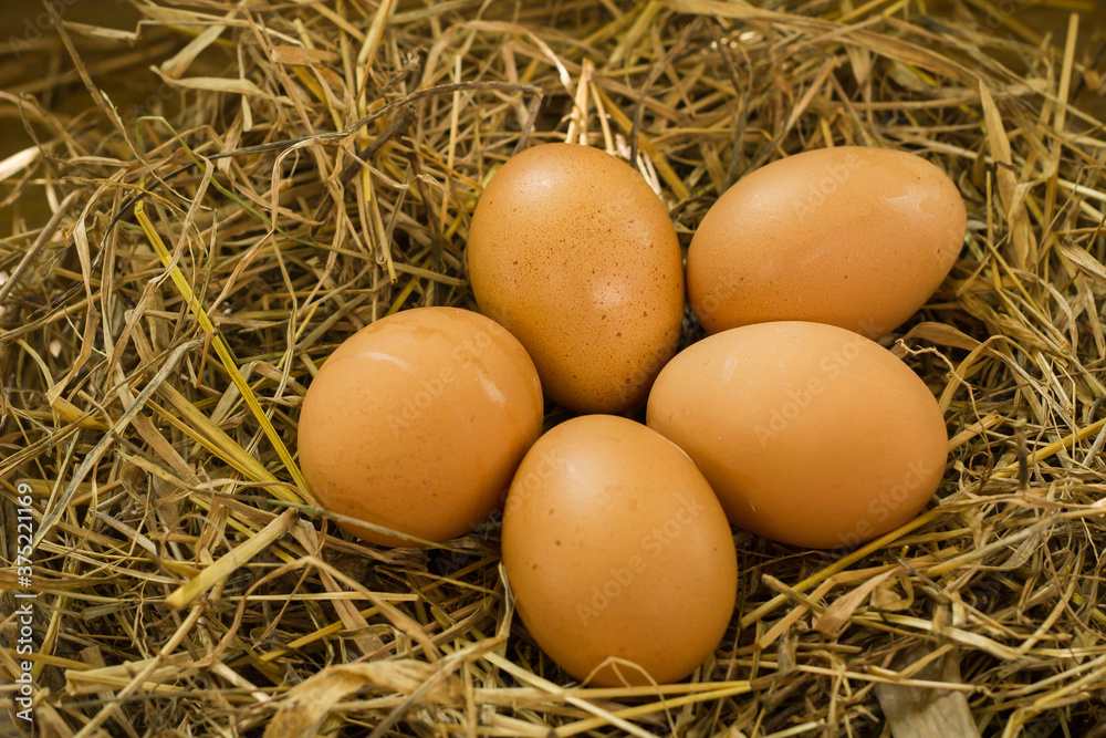 Chicken eggs in the nest on the straw nest background Chicken eggs in the nest on the straw nest background