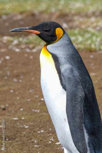 Profile of a King Penguin at Volunteer Point  Falkland Islands