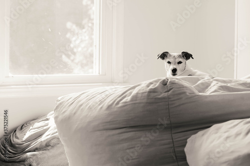 jack russell in the sunshine