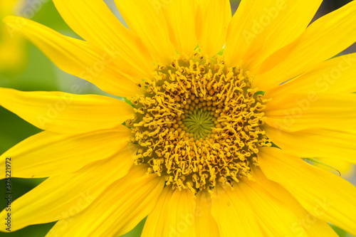 Yellow sunflower close up