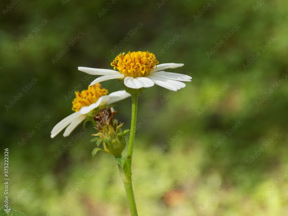 Obraz premium Nature and Beauty