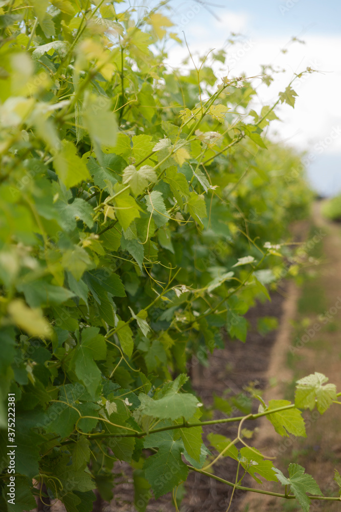 Close up of grape vine Close up of grape vine