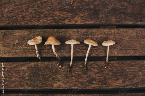 Picked mushrooms all in a line