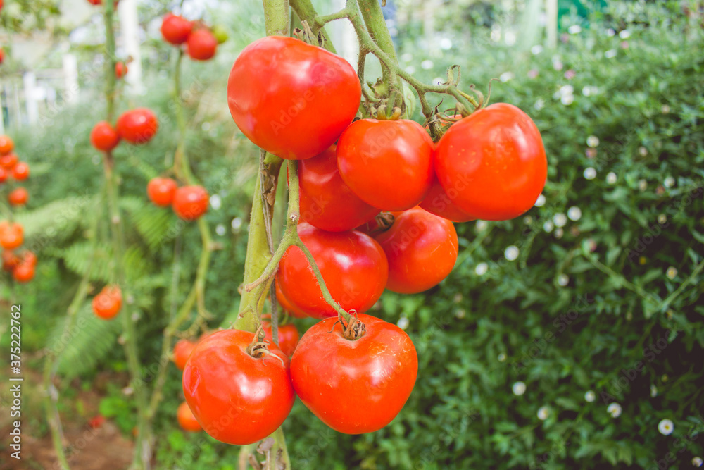 Many red tomatoes in the garden on farm background Many red tomatoes in the garden on farm background