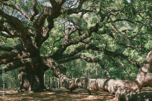 Angel Oak near Charleston