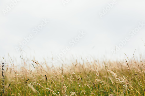 Wild meadow