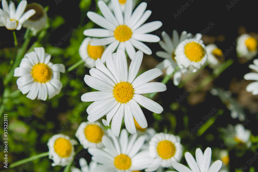 Fototapeta premium White daisies or sun flowers in a field in dark tone