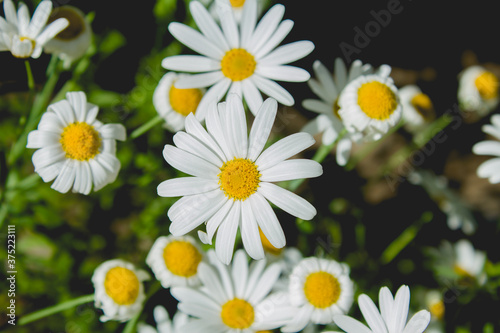 White daisies or sun flowers in a field in dark tone