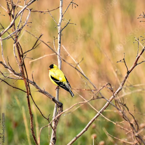 Yellow finch perched on a branch.