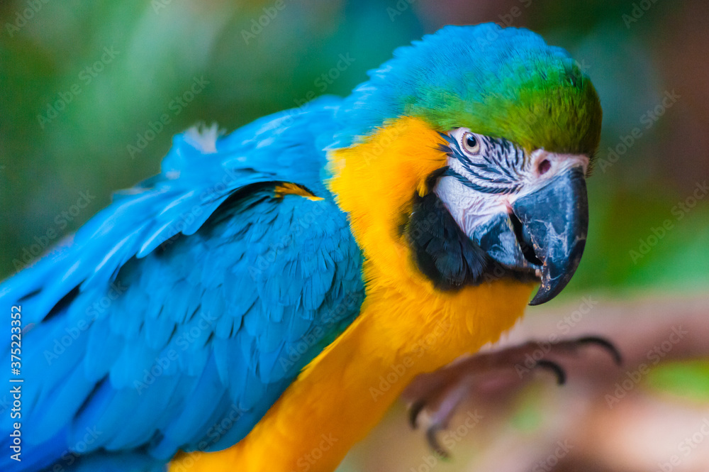 Blue and gold macaw Blue and gold macaw