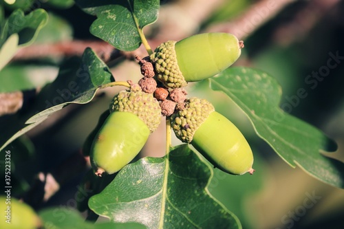 Foto grüne Eicheln hängen am Baum