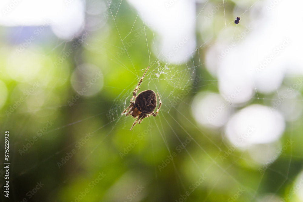 Beautiful and close up spider on the web Beautiful and close up spider on the web