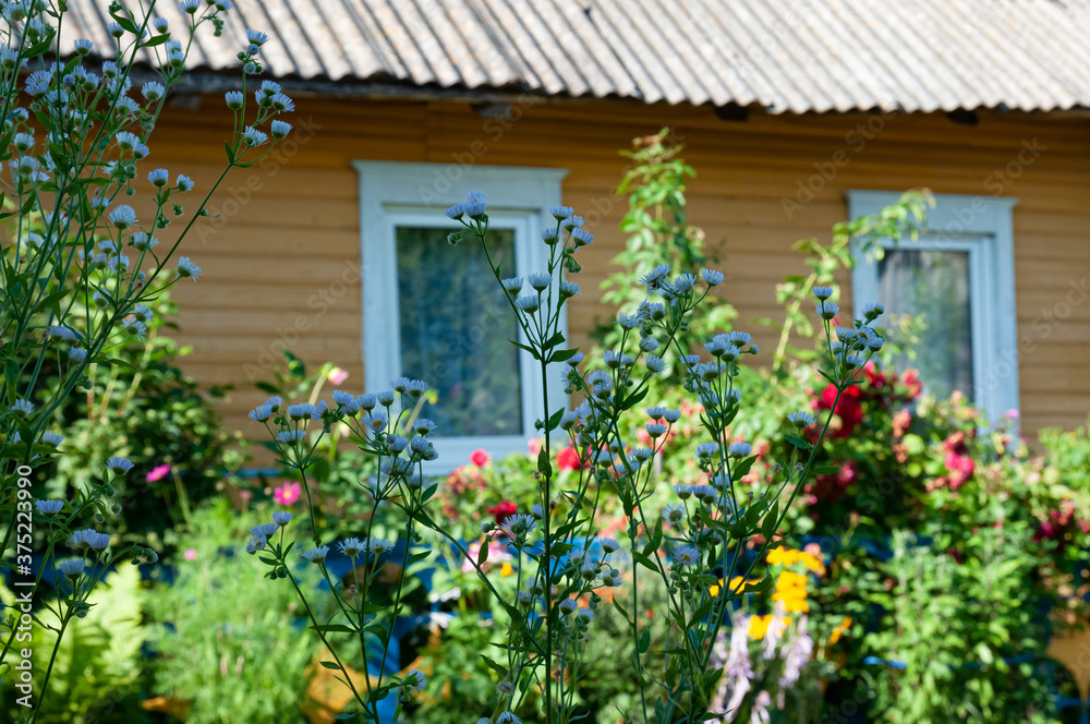 Fototapeta premium the house in the village is surrounded by flowers