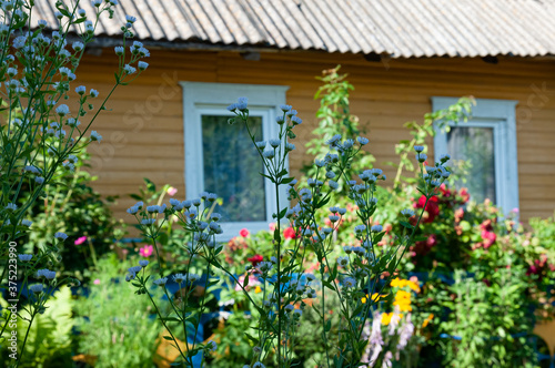 the house in the village is surrounded by flowers © Sergei