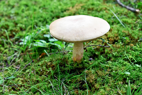 White Wild Mushroom