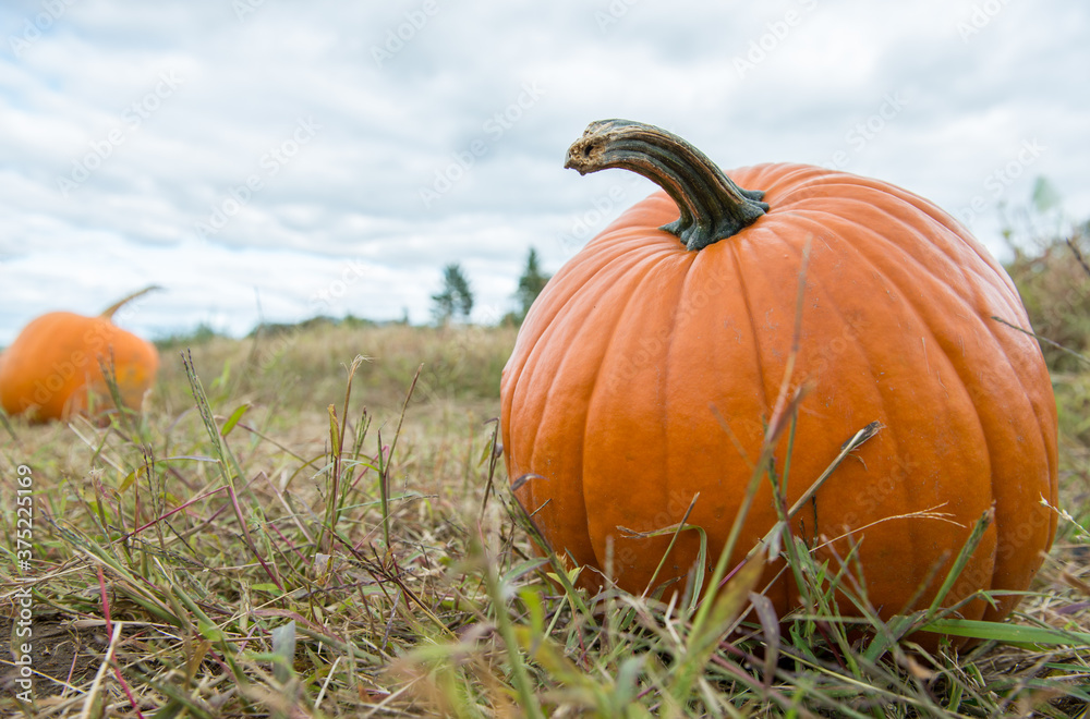 Big orange pumpkin sits in a patch ready to be taken home for Halloween Big orange pumpkin sits in a patch ready to be taken home for Halloween