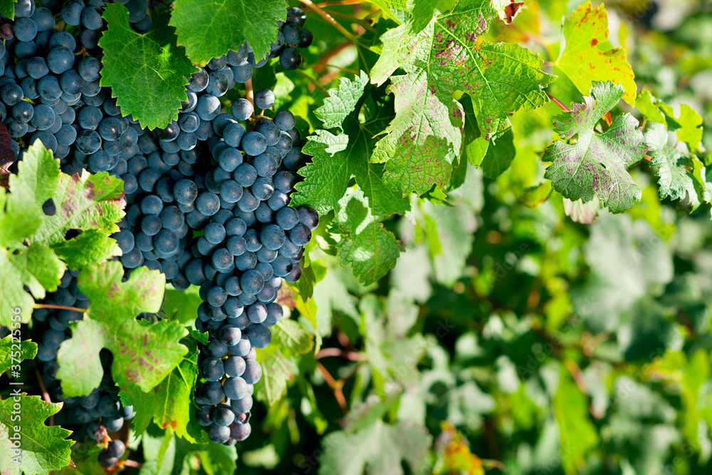 Bunch of wine grapes Stock Photo | Adobe Stock