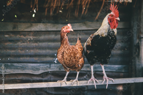 Chickens perched in a coop