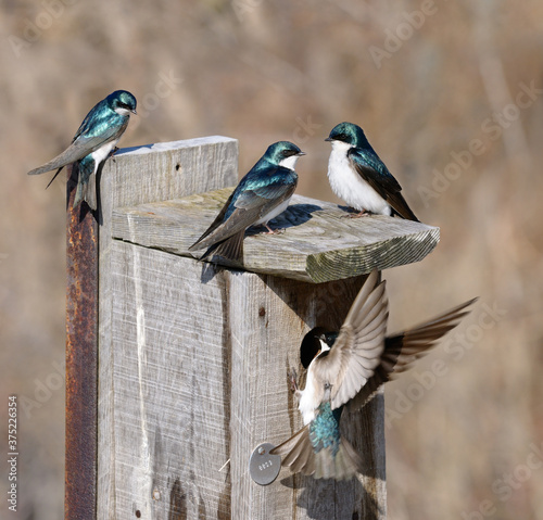 Tree swallows on a nesting box at Toronto Leslie Street Spit in early spring