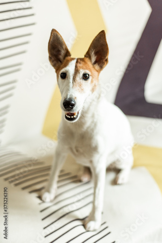 Smooth fox terrier sitting on the couch