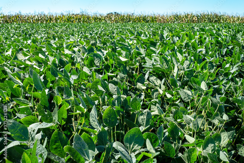 Large soybean plant agricultural field in rural country, sunny summer day, view low to ground, corn field in background Large soybean plant agricultural field in rural country, sunny summer day, view low to ground, corn field in background