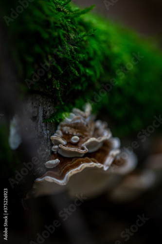 mushroom on a tree 