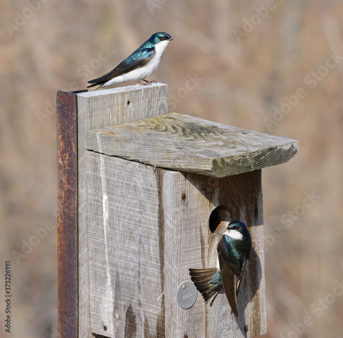 Pair of tree swallows preparing to build a spring nest at Toronto Leslie Street Spit