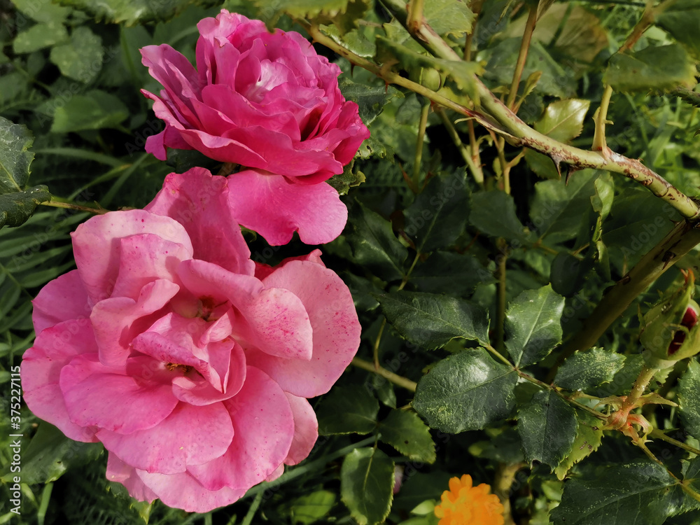 rose flower rose flower