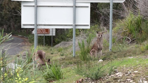 Two Kangaroos feeding on the side of the road at Booderee National Park Australia feeding, Handheld stable shot photo