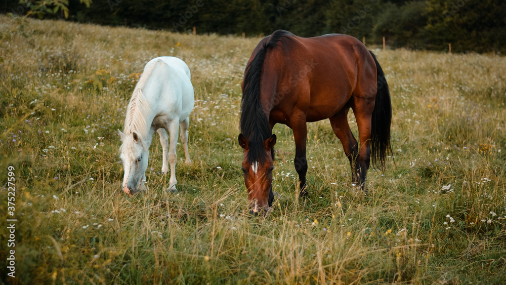 Two arabian horses grazing on the meadow. Free horse on pasture Two arabian horses grazing on the meadow. Free horse on pasture