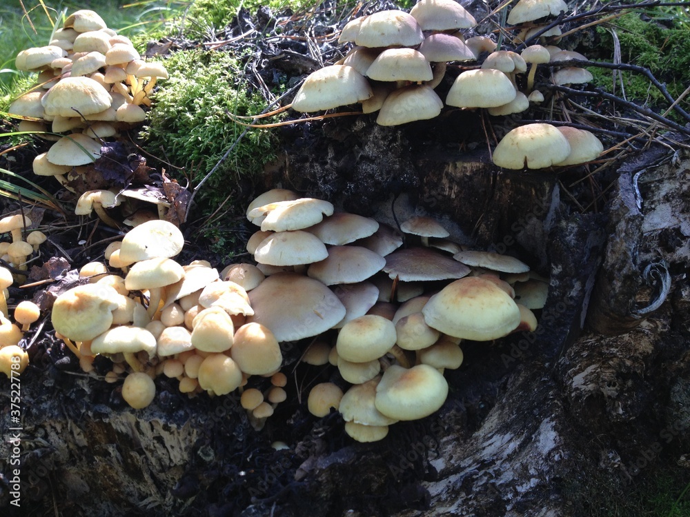 Edge of rainbow mushrooms. Harbingers of honey agarics Edge of rainbow mushrooms. Harbingers of honey agarics