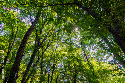 Beautiful scenic fresh trees in summer in the forest with the sun as a backlight