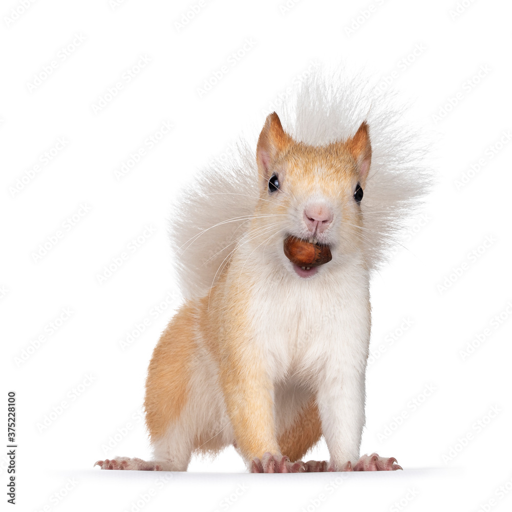 Fototapeta premium Cute apricot with white Japanese Lis squirrel, standing facing camera with hazel nut in mouth. Looking sytraight at camera, showing both eyes and teeth. Isolated on white background.