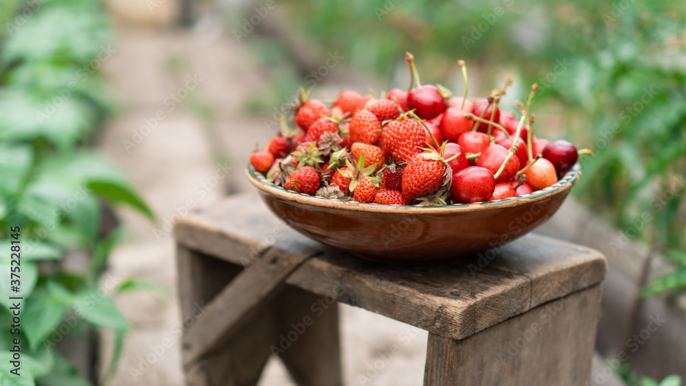 Fresh organic strawberries and cherries are collected in the garden. A  vintage plate of berries sits