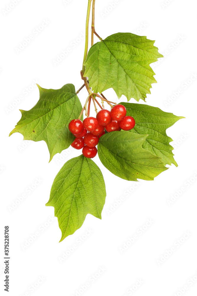Guelder rose foliage and fruit Guelder rose foliage and fruit