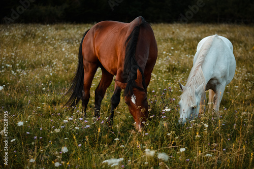 Fototapeta Naklejka Na Ścianę i Meble -  Two arabian horses grazing on the meadow. Free horse on pasture