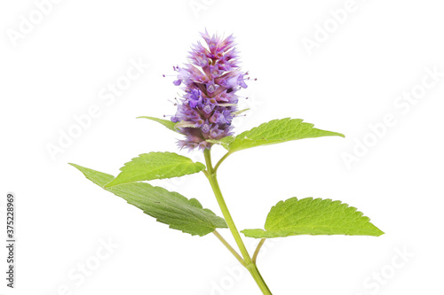 Anise hyssop flower and foliage
