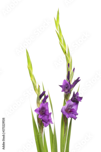 Fototapeta Naklejka Na Ścianę i Meble -  Purple gladioli flowers
