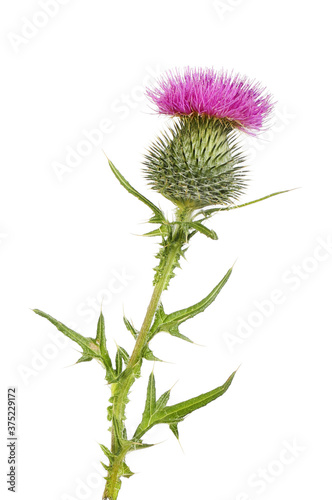 Photo Spear thistle isolated