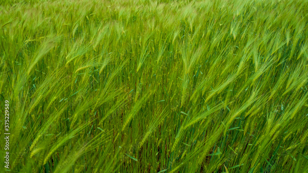 Field of green wheat on a cloudy day Field of green wheat on a cloudy day