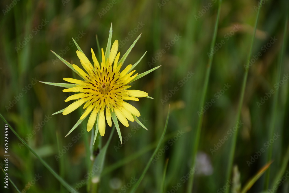 The yellow flower of the Tragopogon herbaceous plant among meadow greenery.
